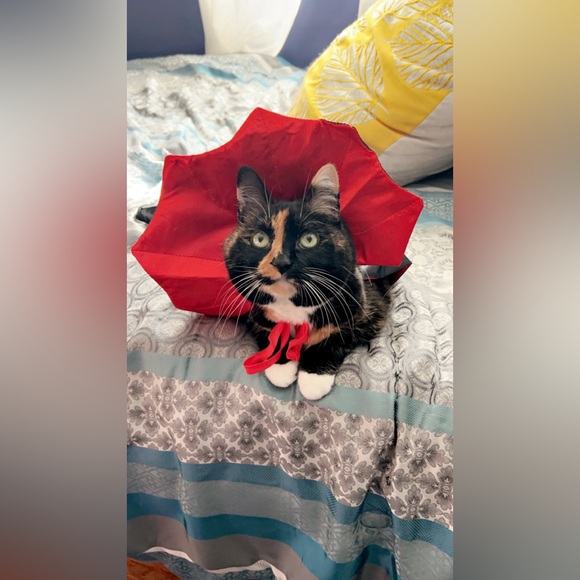 LIKE this to be notified of my live auctions ❤️ Check my photos to see my fam! - Picture 10 of 14